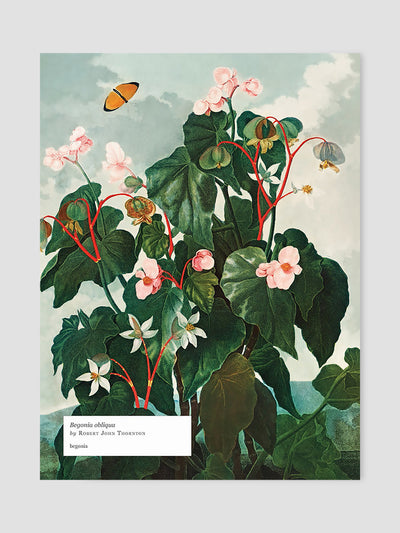 Biblioflora: A celebration of floral beauty in botanical art