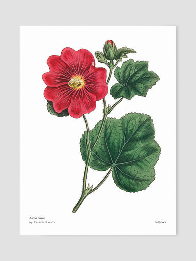 Biblioflora: A celebration of floral beauty in botanical art