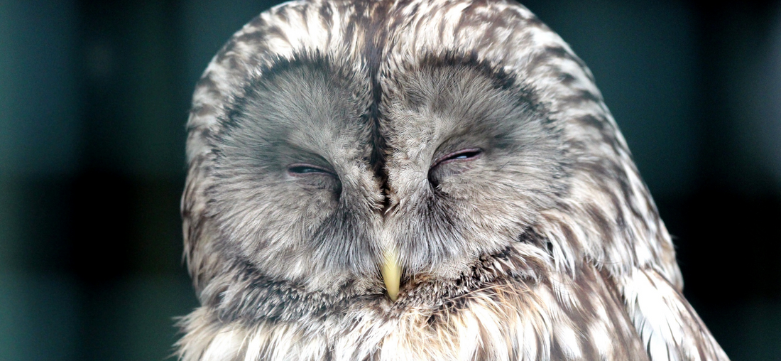 Morning Lark Or Night Owl: Which One Are You?