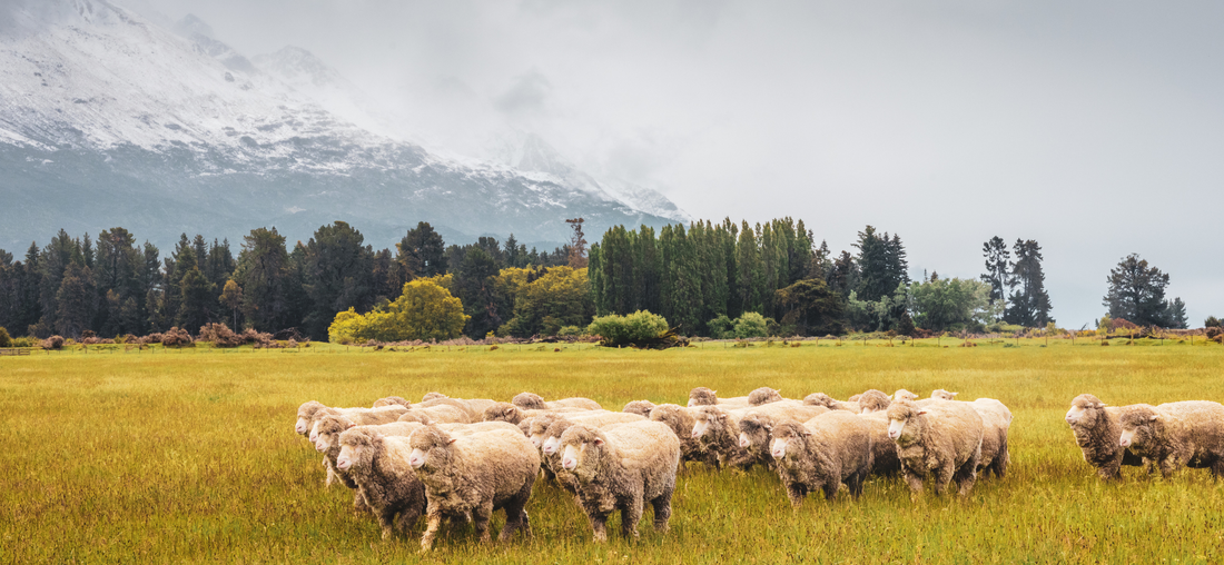 Merino Wool: What's The Big Deal?