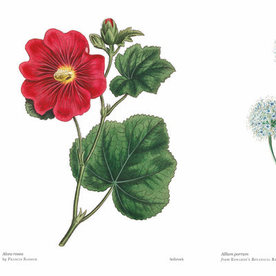Biblioflora: A celebration of floral beauty in botanical art - alternate image