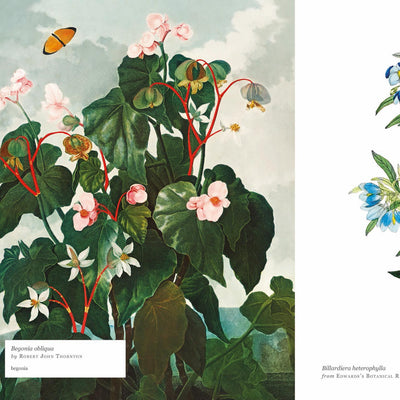 Biblioflora: A celebration of floral beauty in botanical art